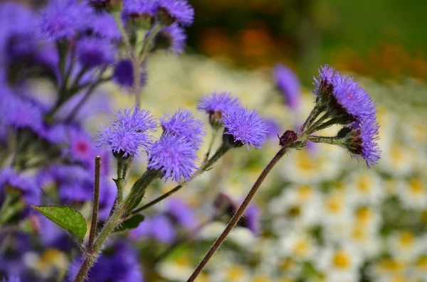 Puszyste ageratum niebieskie kwiaty na tle stokrotki — Zdjęcie stockowe