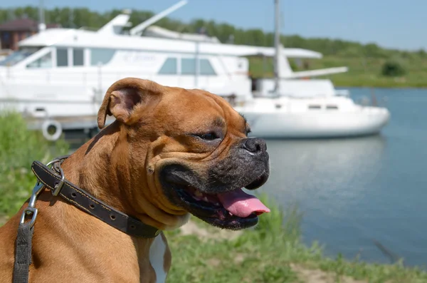 Pies rasy bokser siedzi na brzegu zatoki wylegiwanie się jego języka — Zdjęcie stockowe