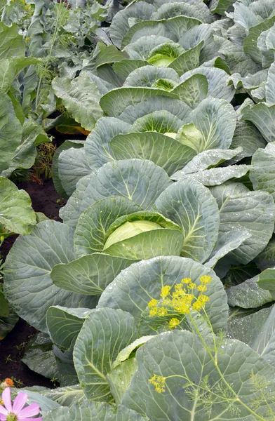 Rank of cabbage in the vegetable garden — Stock Photo, Image