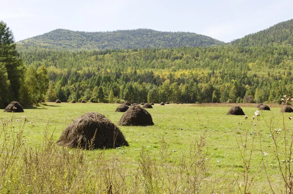 Making hay. Field with haystacks — Stock Photo, Image