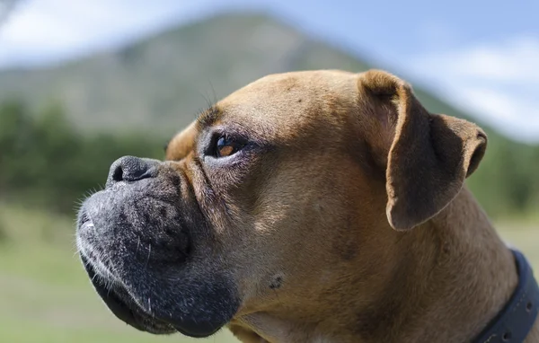 Boxer breed dog muzzle — Stock Photo, Image