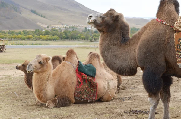 Camello bactriano (Camelus bactrianus) en la pradera mongola —  Fotos de Stock