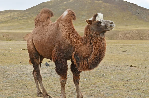 Bakterienkamel (camelus bactrianus) in der mongolischen Prärie — Stockfoto