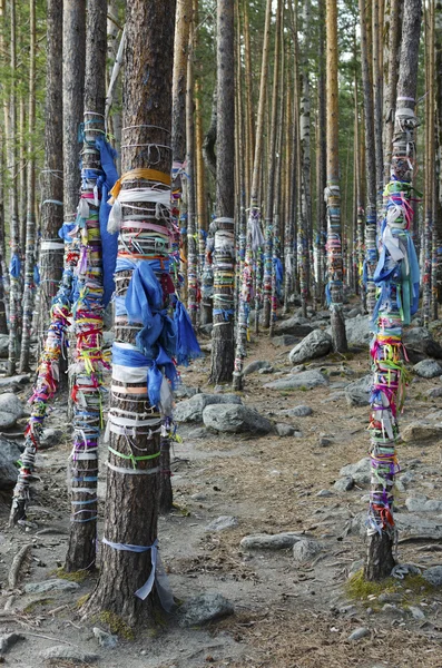 Zalaal - tapes, tied to the trees. Sacred Grove of tears in Arshan resort. Buryatia — Stock Photo, Image