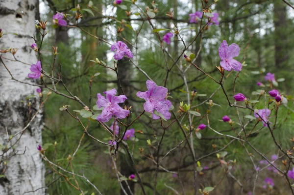 Floraison de romarin sauvage dans la forêt — Photo