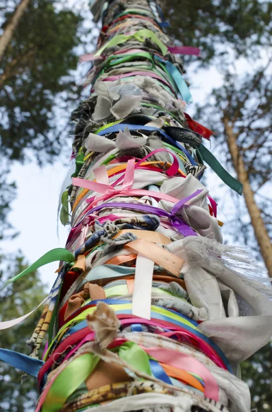 Zalaal - tapes, tied to the trees. Sacred Grove of tears in Arshan resort. Buryatia — Stock Photo, Image