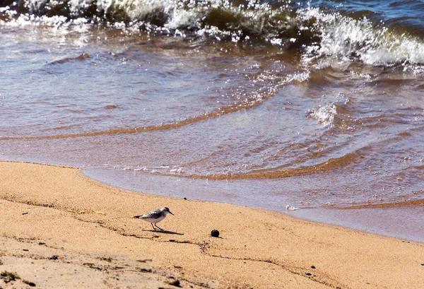 O pequeno pássaro está caminhando ao longo da costa. Barguzinsky Bay, Rússia — Fotografia de Stock