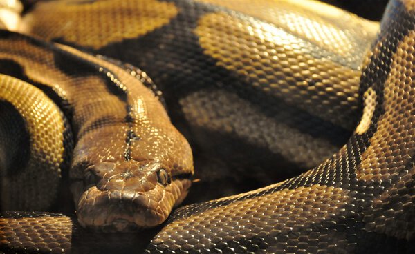 Close up of snake head with coils of body surronding