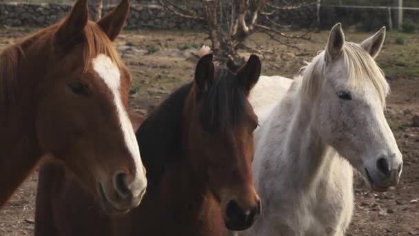 Grupo de tres caballos tranquilos mirando a la cámara fuera del establo — Vídeo de stock