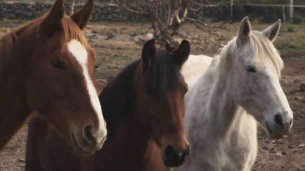 Groupe de trois chevaux tranquilles regardant la caméra à l'extérieur de l'écurie — Video