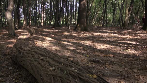 Jonge man en vrouw, wandelen onder bomen in bos — Stockvideo