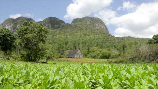 Příroda a krajina, kopce a hory v vinales, Kuba — Stock video