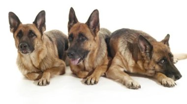 Alman çoban köpekleri yere uzanmış.