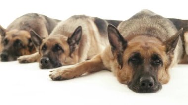 yere uzanmış köpekler.