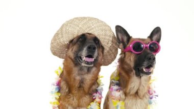 şapka ve güneş gözlüğü ile köpekler.