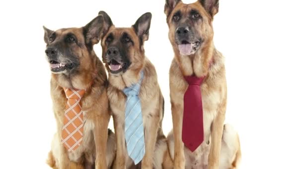 Perros con corbata . — Vídeos de Stock