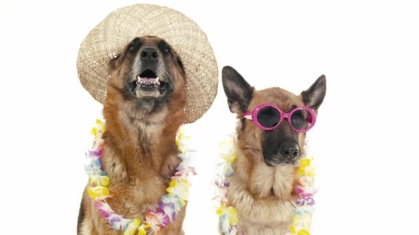psi s kloboukem a sluneční brýle.
