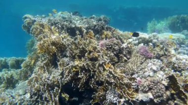 Marine life on barrier reef with fish and healthy corals in Marsa Alam, Red Sea, Egypt. Underwater natural environment, nature and ocean