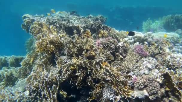 Marint Liv Barriärrev Med Fisk Och Friska Koraller Marsa Alam — Stockvideo