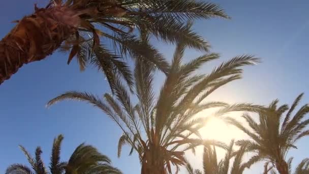 Palmer Och Solljus Saharaöknen Afrika Afrikanskt Sommarlandskap Med Palmer Och — Stockvideo