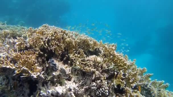 Marine Life Barrier Reef Fish Healthy Coral Marsa Alam Red — Stockvideo