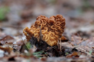 Güzel gyromitra gigas bahar mantarları. Gyromitra esculenta beyin mantarı makro, nisan sezonu mantarları, ormanda taze ve vahşi.