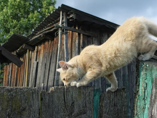 çitin üzerine yürüyen kedi