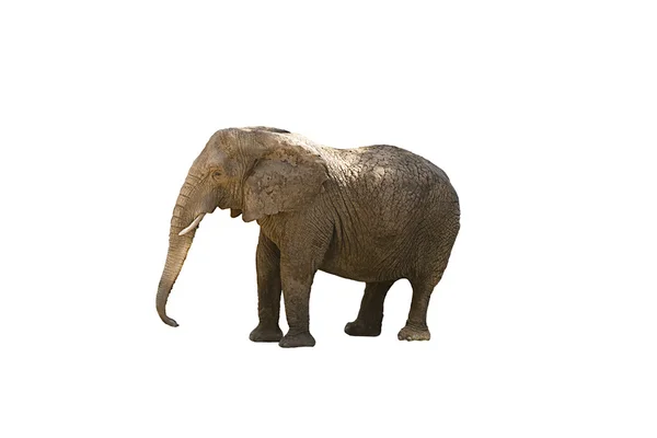 Elephant — Stock Photo, Image