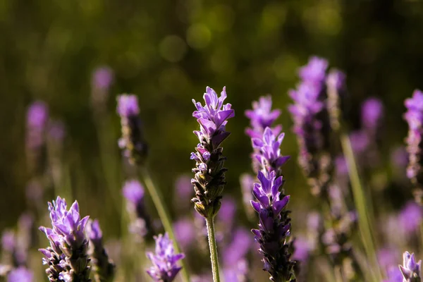 Pembe çiçek alanı