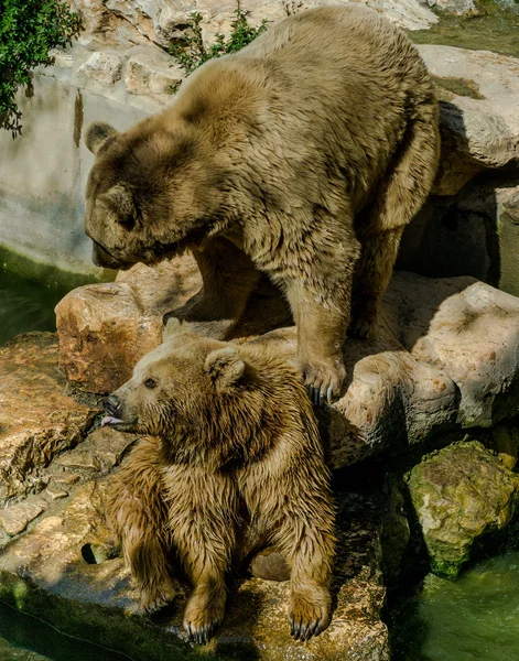 Orso bruno Foto Stock