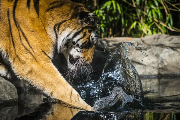 Tigre da Raiva — Fotografia de Stock