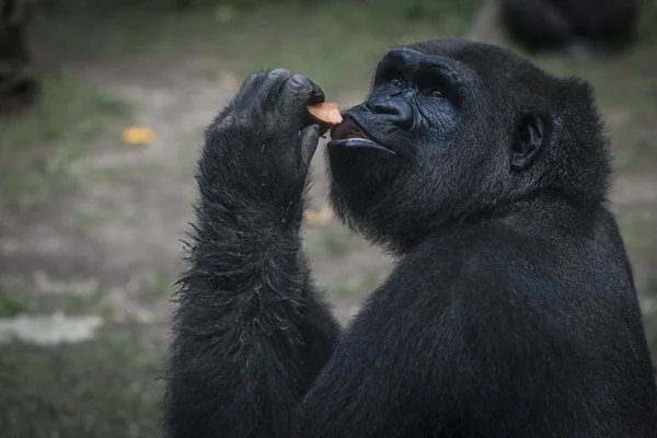 Monkey — Stock Photo, Image