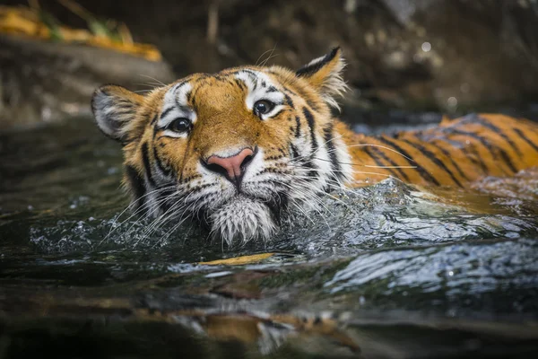 Simning tiger — Stockfoto