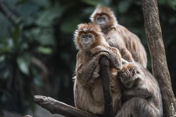 La familia del mono en la selva — Foto de Stock