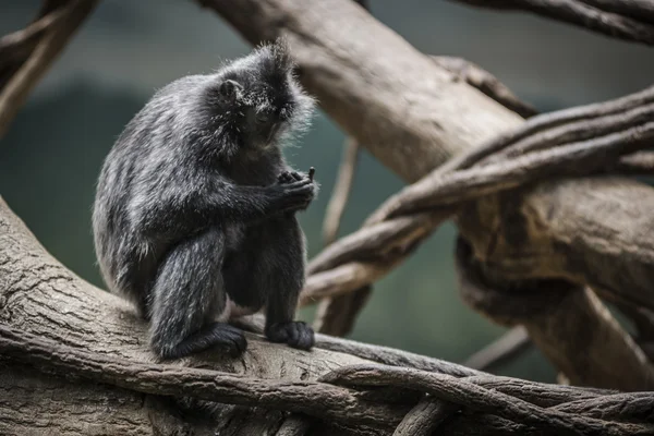 Mono en la selva — Foto de Stock