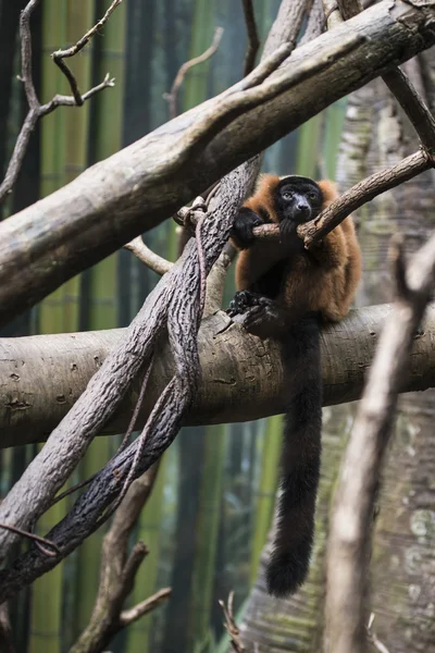 Mono en la selva — Foto de Stock