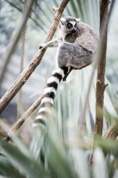 Lemur en la selva —  Fotos de Stock