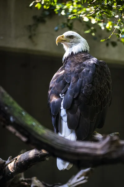 Eagle - Bird of Prey — Stock Photo, Image