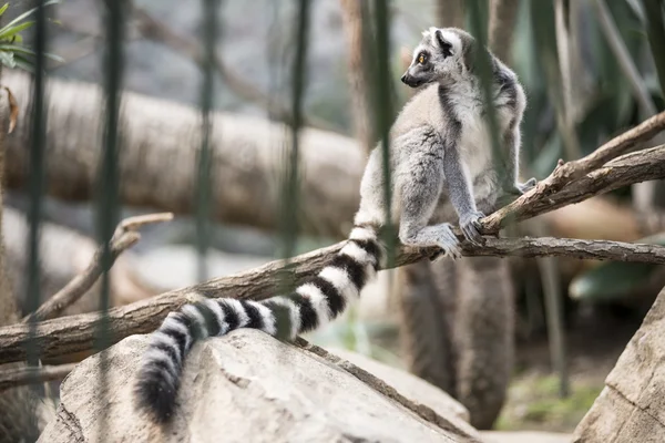 Lemur en la selva — Foto de Stock