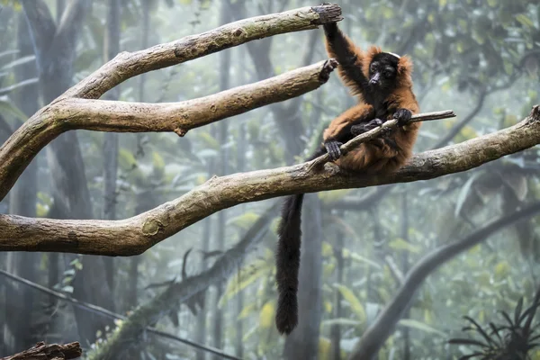 Mono en la selva — Foto de Stock