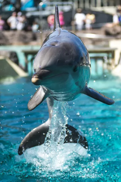 Dolphin Jumping from the water — Stock Photo, Image