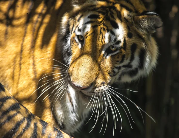 Tiger in the Shadow — Stock Photo, Image