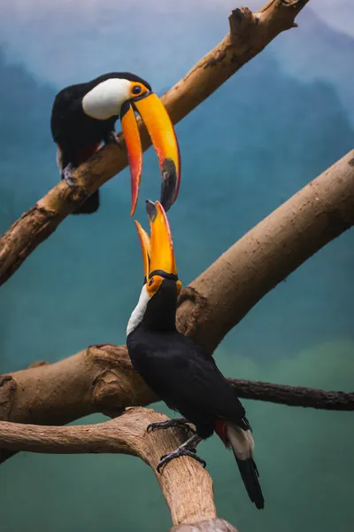 Un par de tucanes en la selva besándose — Foto de Stock