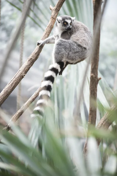 Hermoso Lemur en la selva —  Fotos de Stock