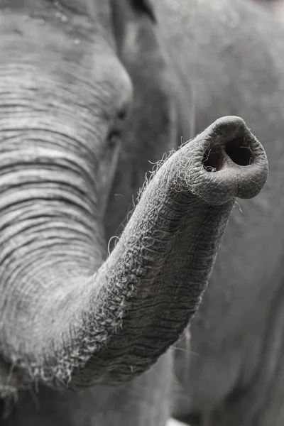 Elephants trunk close shot — Stock Photo, Image