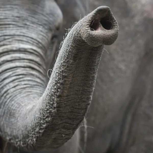 Elephants trunk — Stock Photo, Image