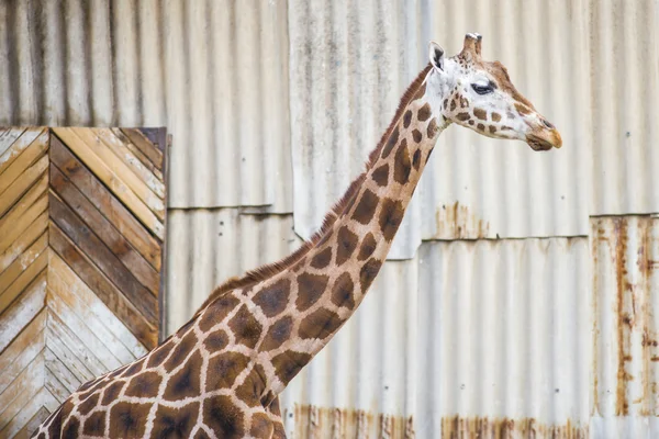 Renkli zürafa — Stok fotoğraf