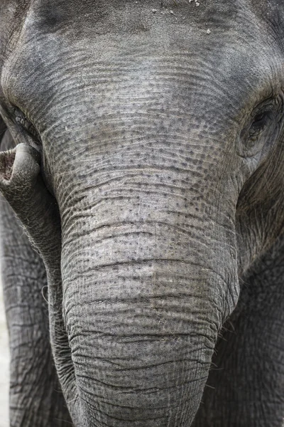 Asian elephant Portrait — Stock Photo, Image