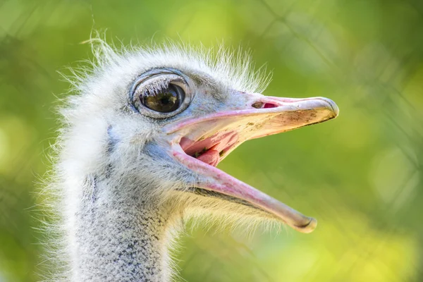 Devekuşu portresi — Stok fotoğraf