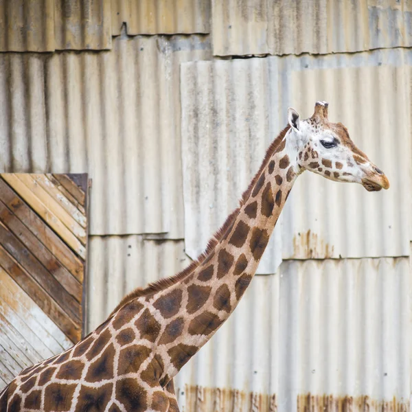 Colorful Giraffe — Stock Photo, Image